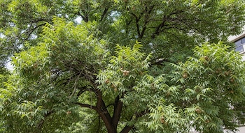 Árbol de pecán con denso follaje verde y frutos maduros visibles en sus ramas. Parte de un edificio con ventanas se distingue en el fondo superior derecho.