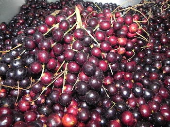 El fruto del corozo, protagonista