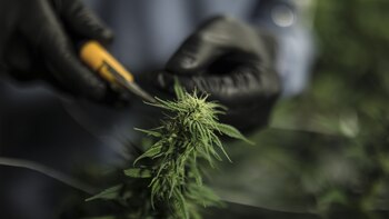 Positive U.S. Pot News Spurs