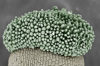 16/07/2025 Revelación simétrica del brócoli
SOCIEDAD