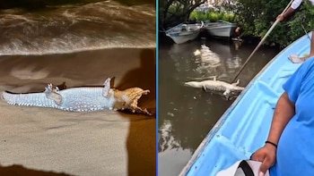 cocodrilos muerte Jalisco Puerto Vallarta y Bahía de Banderas Nayarit (especial)