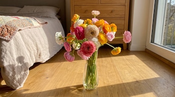 Florero de vidrio con ranúnculos de colores en un suelo de madera, junto a una cama e iluminado por la luz del sol que entra por una ventana.
