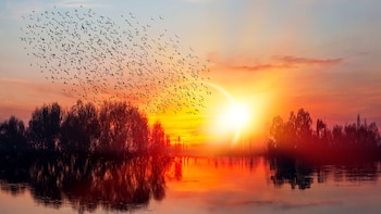 Las aves pueden resultar de