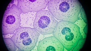 Una técnica argentina permite cultivar