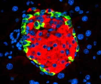 La insulina en azul rodea