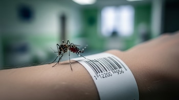 Europa refuerza la vigilancia por el virus del Nilo Occidental ante el aumento de casos