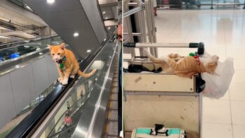 Nurang, el gato naranja que se volvió la sensación del Aeropuerto Internacional de Bangkok