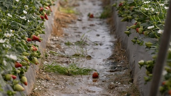 El Gobierno lanza una línea de ayudas por 100 millones para los agricultores y pescadores afectados por las borrascas