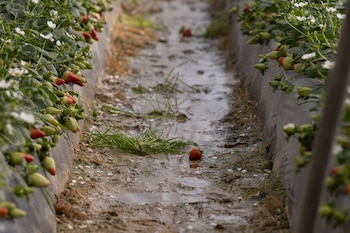 Explotación agrícola en Moguer (Huelva)