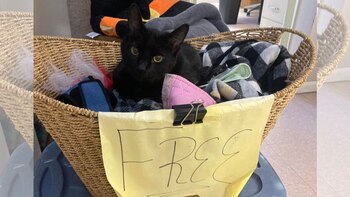 El gato negro se acuesta