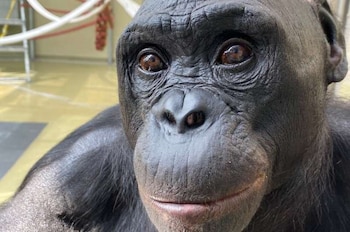 Experimentos controlados mostraron que un