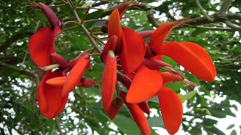 Este árbol no solo equilibra