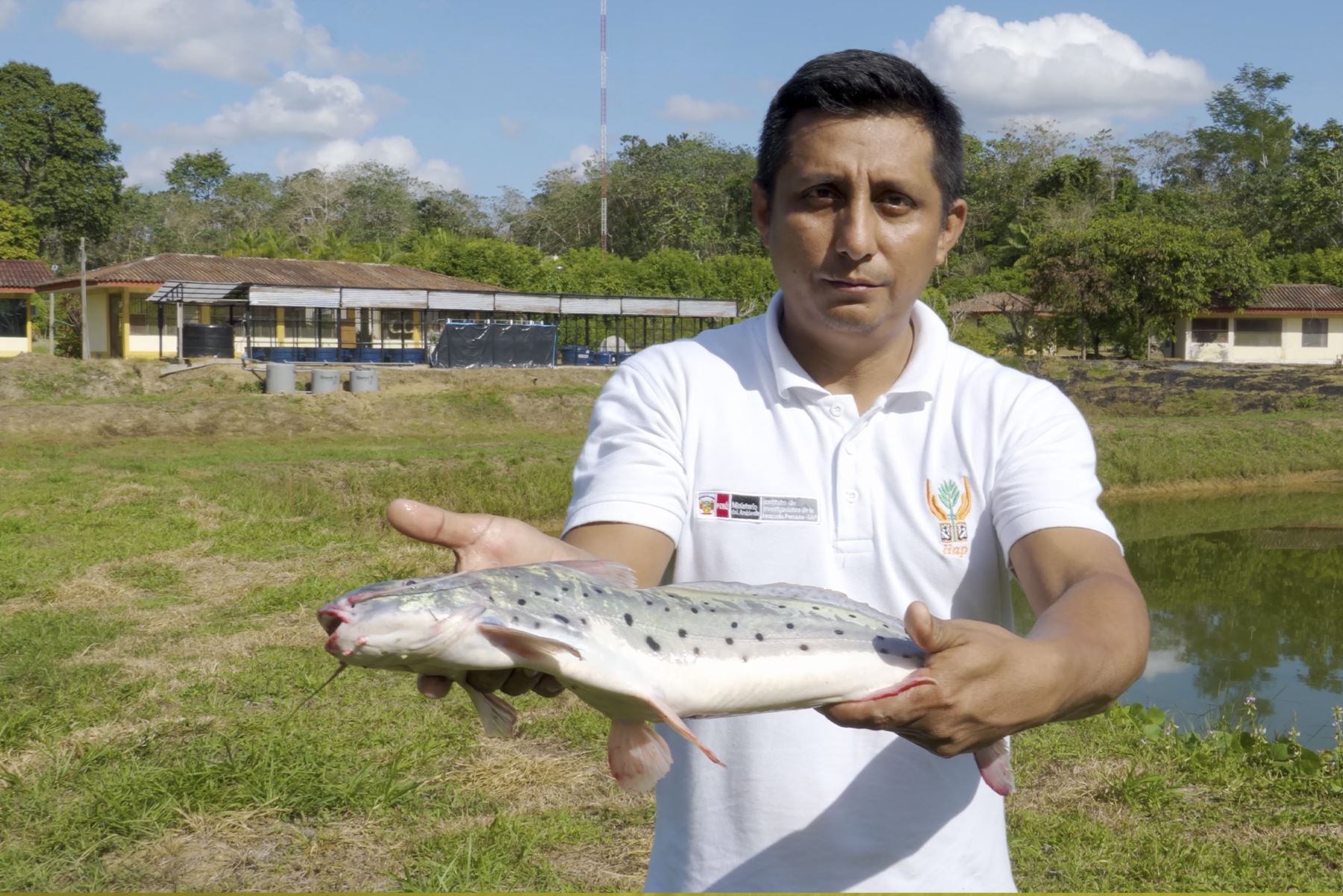 No es solo una fuente alimentaria; es un símbolo identitario y económico para muchas comunidades amazónicas. (Andina)