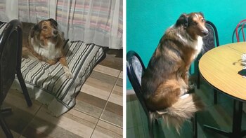 La perra llamada Gina respondió