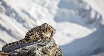 El leopardo de las nieves
