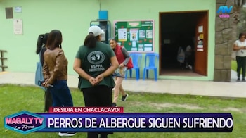 Animalistas esperaron al alcalde Sergio Baigorria desde temprano y personal de limpieza llegó casi al mediodía. ATV/ Magaly TV La Firme.
