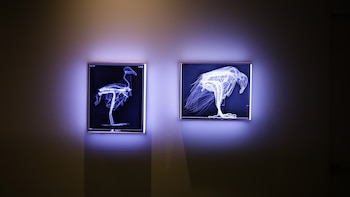 Bienal Internacional de Arte 2025: