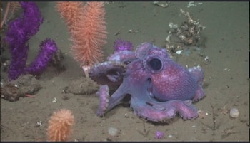 La transmisión abierta del Conicet