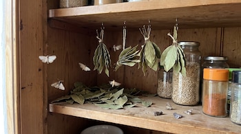Ramos y hojas sueltas de laurel, polillas en vuelo y frascos con granos en los estantes de madera de una alacena de cocina.