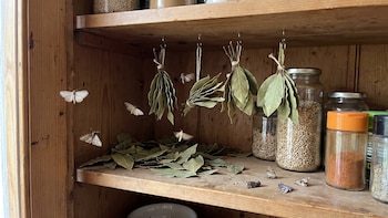 Tres repelentes caseros para eliminar polillas de tu cocina y despensa de forma natural