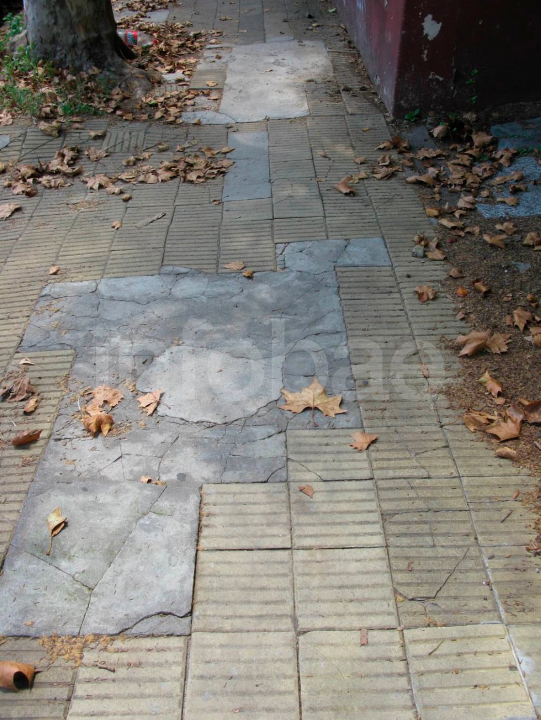 La reclamante afirmó que sufrió una fractura tras caer el 10 de enero de 2019 en una vereda con baldosas levantadas y raíces de árboles frente a una vivienda. Imagen del informe pericial (Poder Judicial)