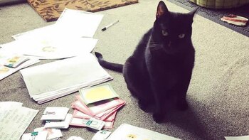 La gata de Sabrina en