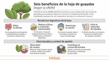 Infografía con texto e ilustraciones de un árbol de guayaba, hojas, una taza de té, una boca y una báscula.