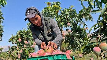 Cosecha de mango en peligro:
