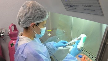 En el modelo animal, se