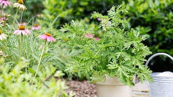 El aroma de esta planta aleja a las arañas durante todo el verano: una solución práctica y fácil de cuidar durante los meses de calor