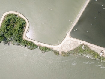 Los manglares cubren parcialmente un dique que separa los estanques de una camaronera de un gran canal. (Marcos Zegers/Observatorio de
Bienestar Animal/We Animals)