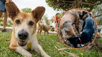 ¿Por qué los perros se huelen los traseros entre ellos?: conoce su “lenguaje secreto” y qué información se transmiten