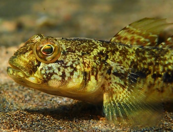 Gobio negro localizado en el Mar Menor. (jjulio2000/iNaturalist CC BY-NC 4.0)