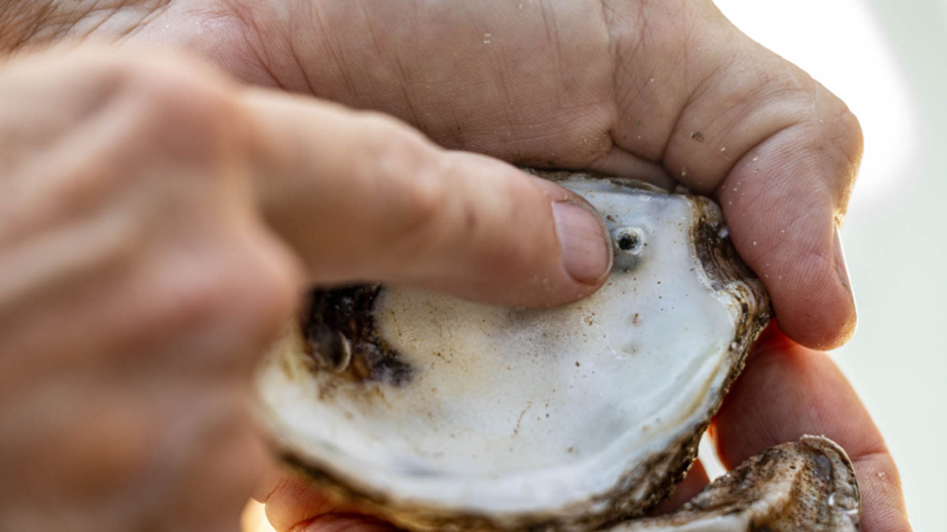 Las perlas auténticas se originan cuando un fragmento de concha o parásito es recubierto por capas de nácar en defensa (Chesapeake Bay Program)