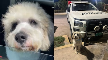 Sereno atropelló y mató a perrito muy querido en San Miguel: intentó deshacerse del cuerpo y fue separado por la municipalidad