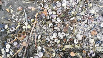 Aún se desconocen las causas