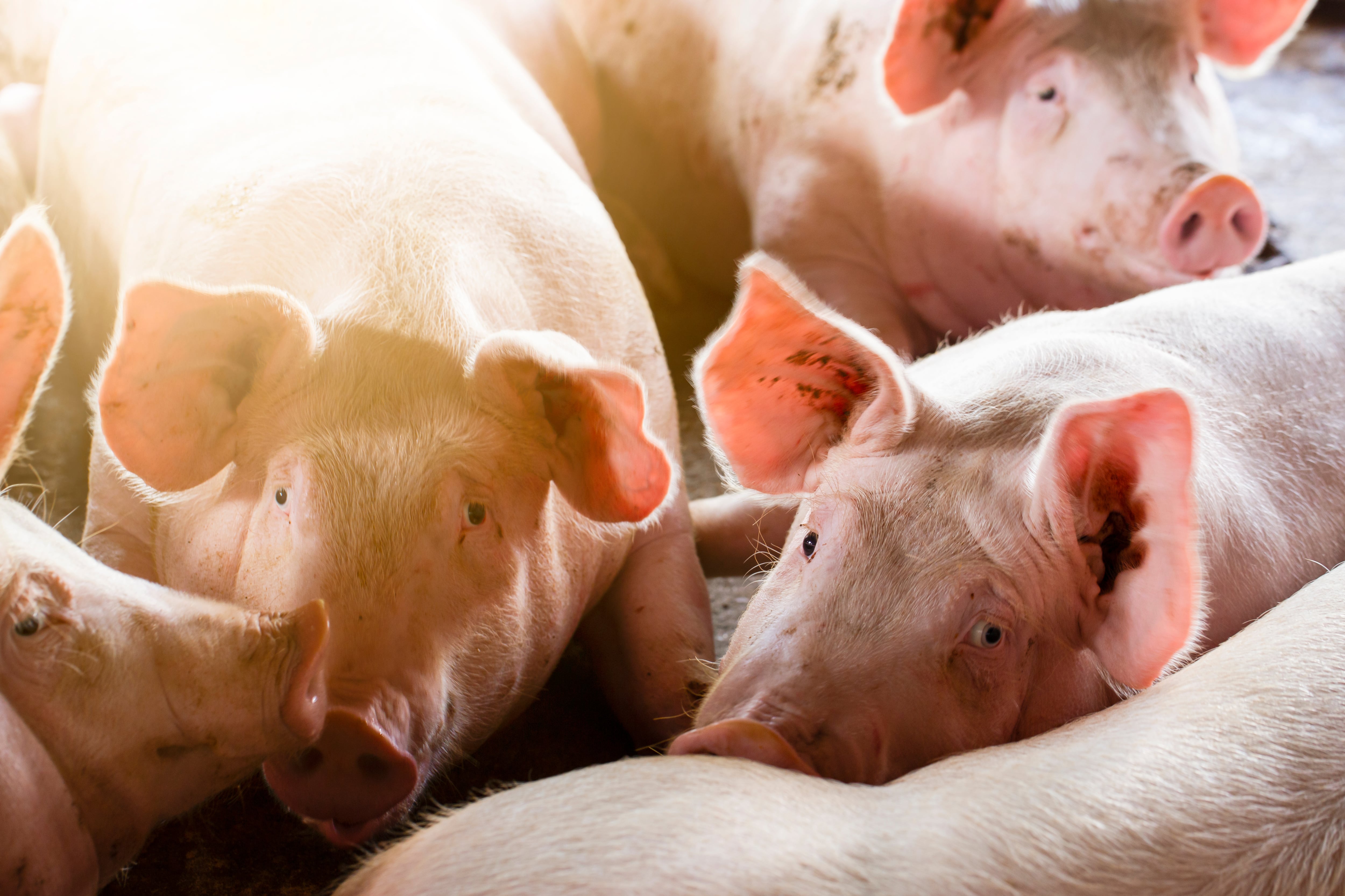 Imagen de archivo de una granja de cerdos. (Adobe Stock)