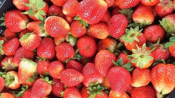 Nuevo proyecto apunta a mejorar