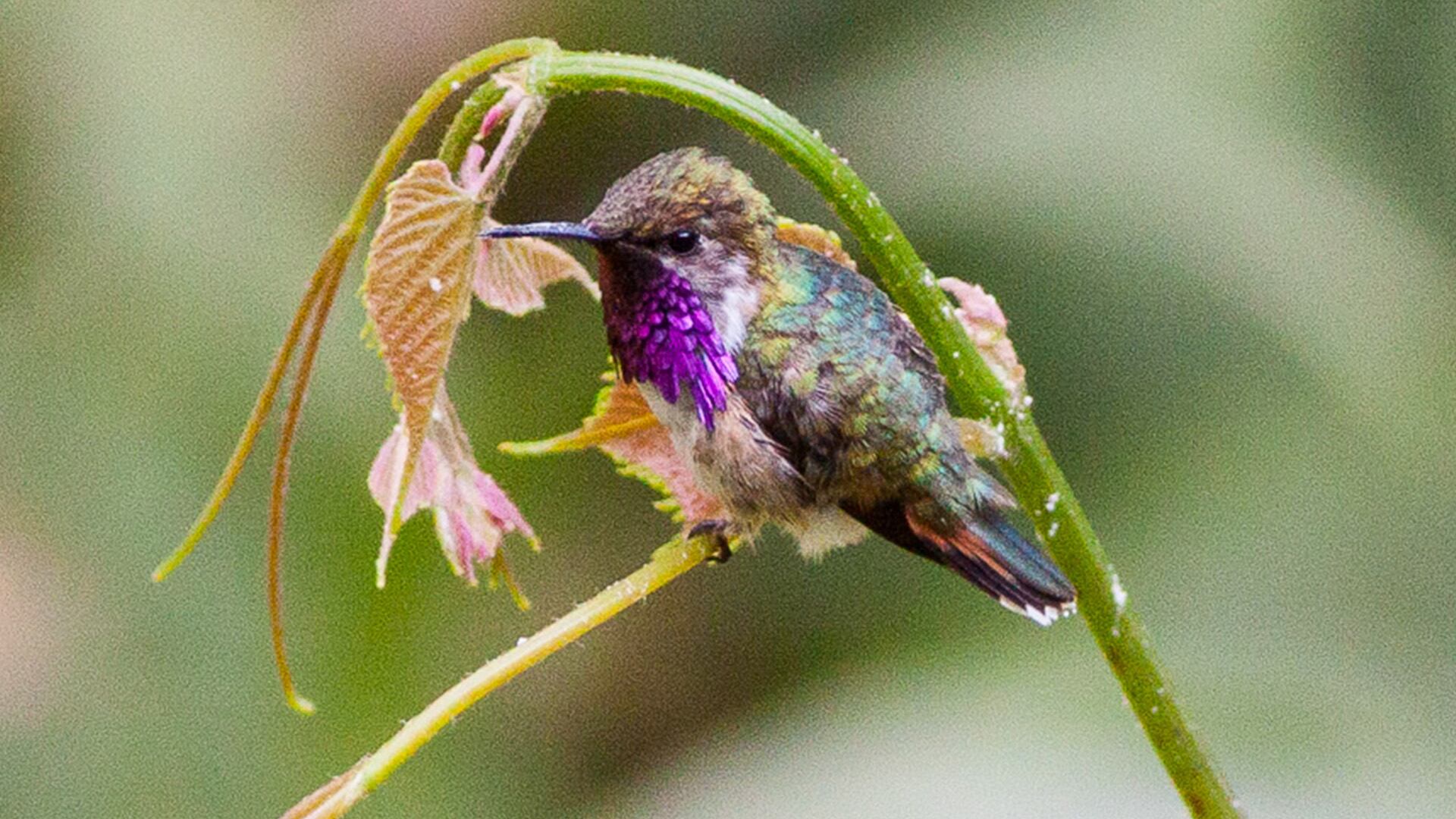 Esta ave habita en los bosques húmedos en tierras altas de México Wikimedia Commons/Ron Knight