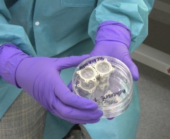 Manos con guantes morados sostienen una placa de Petri transparente que contiene cilindros plásticos etiquetados con tinta