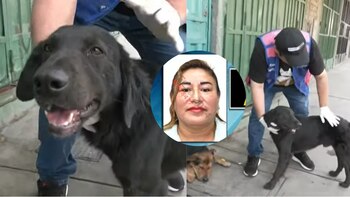 Terrible maltrato animal en Ate: