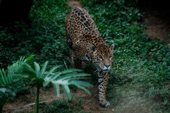 Fotografía a un Jaguar el