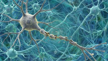 Descubren cómo la esclerosis múltiple daña el ADN de las neuronas