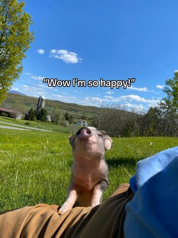 Tras sobrevivir a una grave infección y abandono, este animal demostró una resiliencia sorprendente.