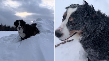 La dueña del can comparte constantemente imágenes y videos de perros a través de Tik Tok.