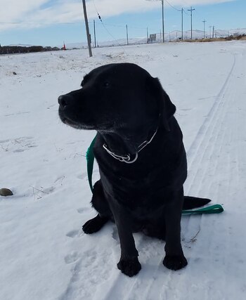 Pecky tiene 10 años y