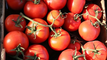 Si quieres que tu tomate crezca más grande y sabroso añade tres cucharadas de este producto