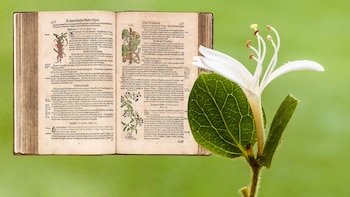 Esta es la planta del mes, nombrada en honor a un naturalista alemán del siglo XVI y con propiedades antibacterianas y antiinflamatorias