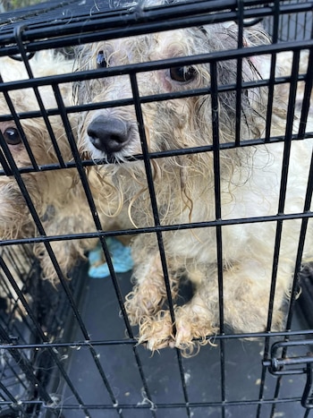 Entre las mascotas habían perros,