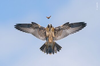 "La práctica hace al maestro" es la fotografía con la que Jack Zhi consiguió el primer lugar de la categoría "Comportamiento: Aves".